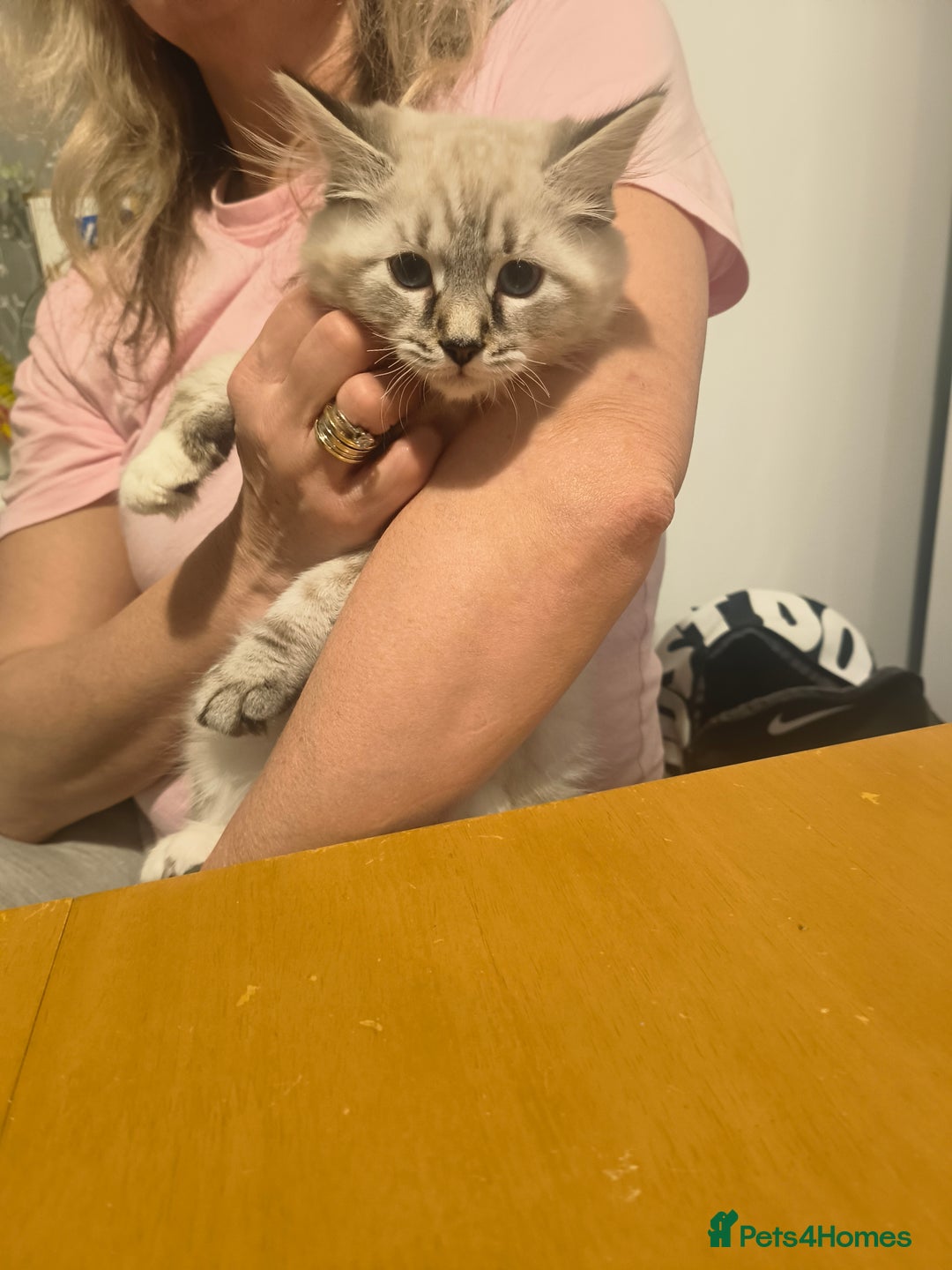 Domestic Shorthair cats for sale: Domestic Kittens - Advert 11