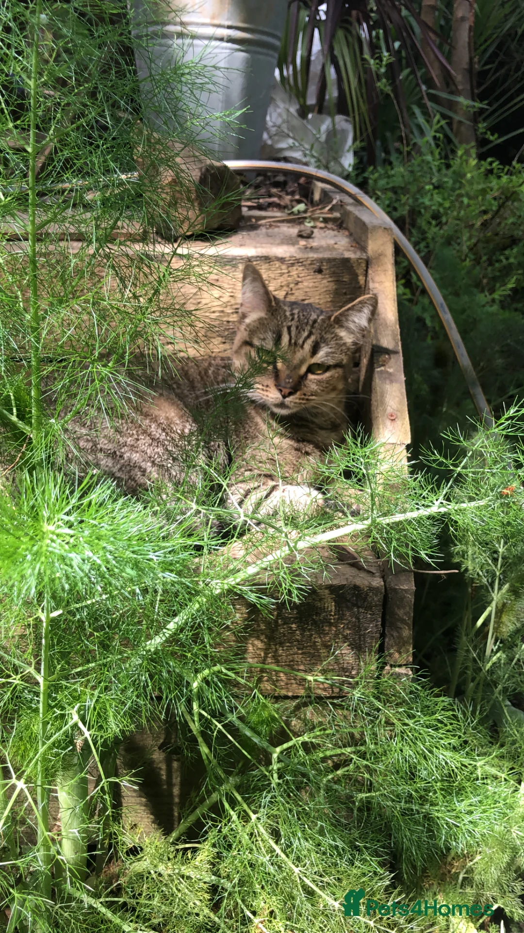 Mixed Breed cats for sale: Lovely female Tabby looking for new home  - Advert 2