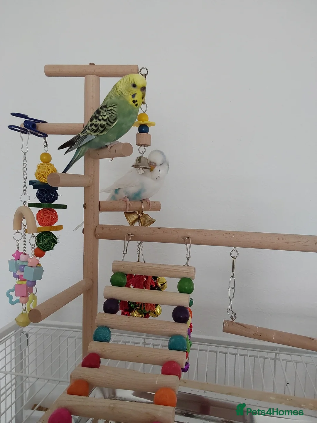 Budgerigars birds for sale: 2 budgies I think one male one female - Advert 2