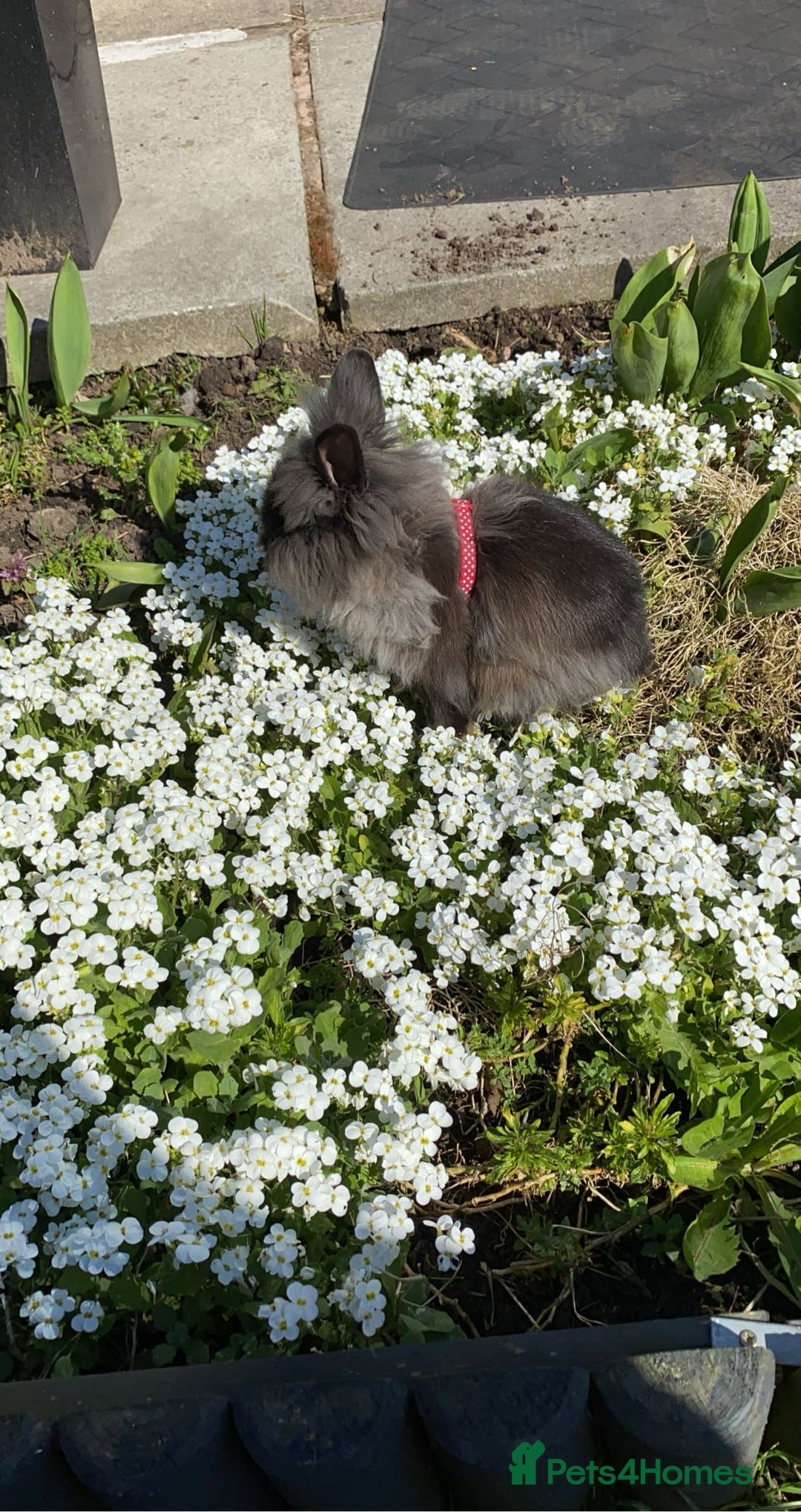 Lionhead rabbits for sale: Rabbit free - Image 5