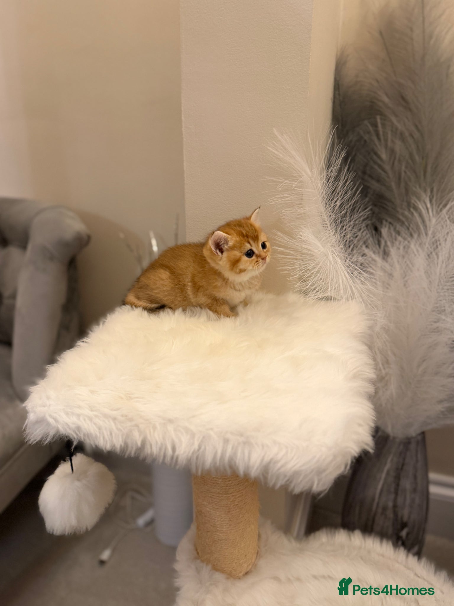 British Shorthair cats Golden & Silver BSH. 100% Pure pedigree Registered - Advert 1