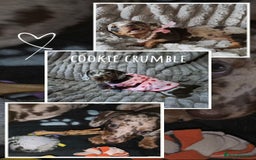 Miniature Dachshund dogs for sale: Miniature Dachshund 1 female left  - Image 21