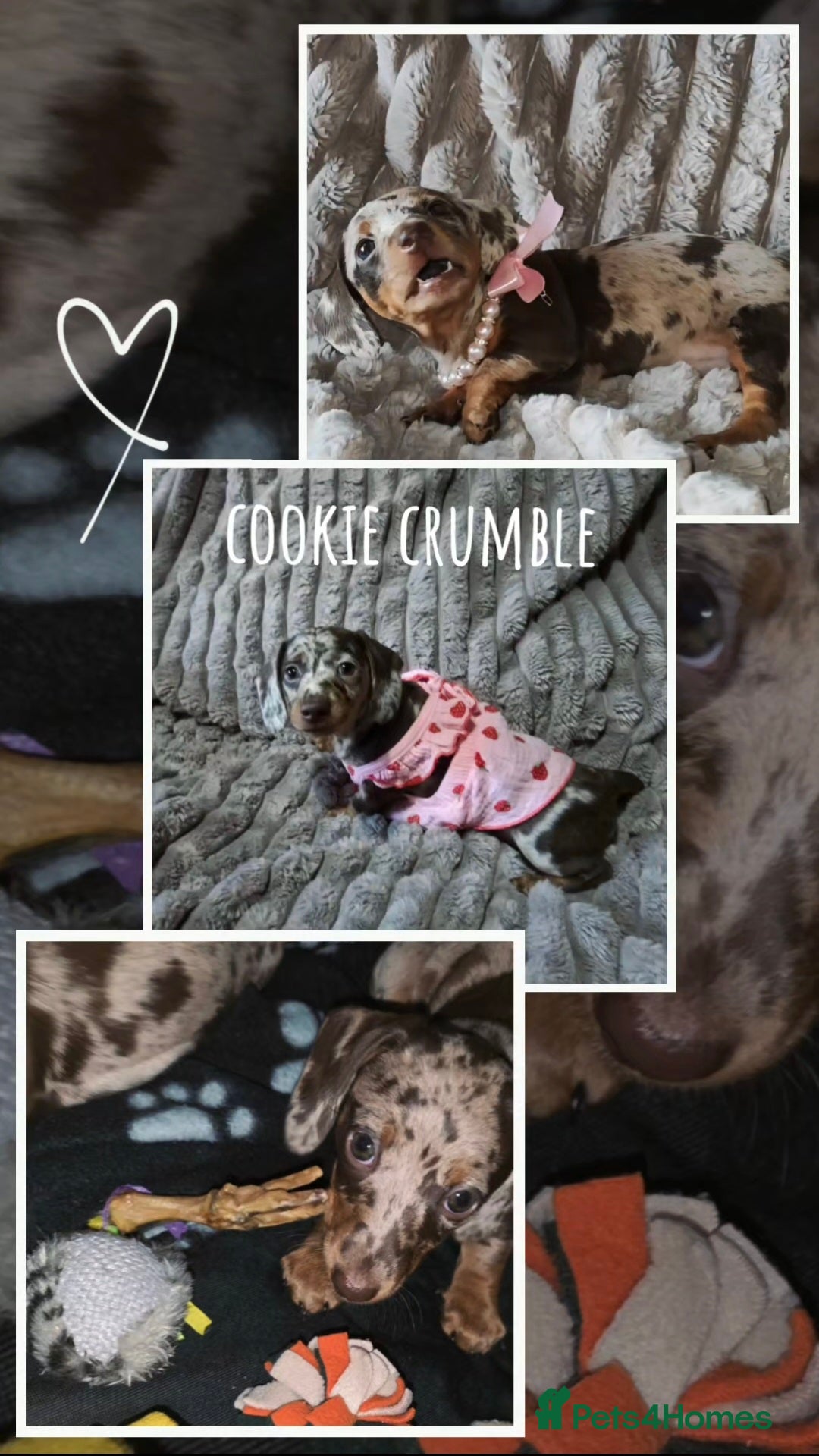 Miniature Dachshund dogs for sale: Miniature Dachshund 1 female left  - Image 21