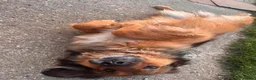 Mixed Breed dogs for adoption: Shy Obi in ELY - Advert 9