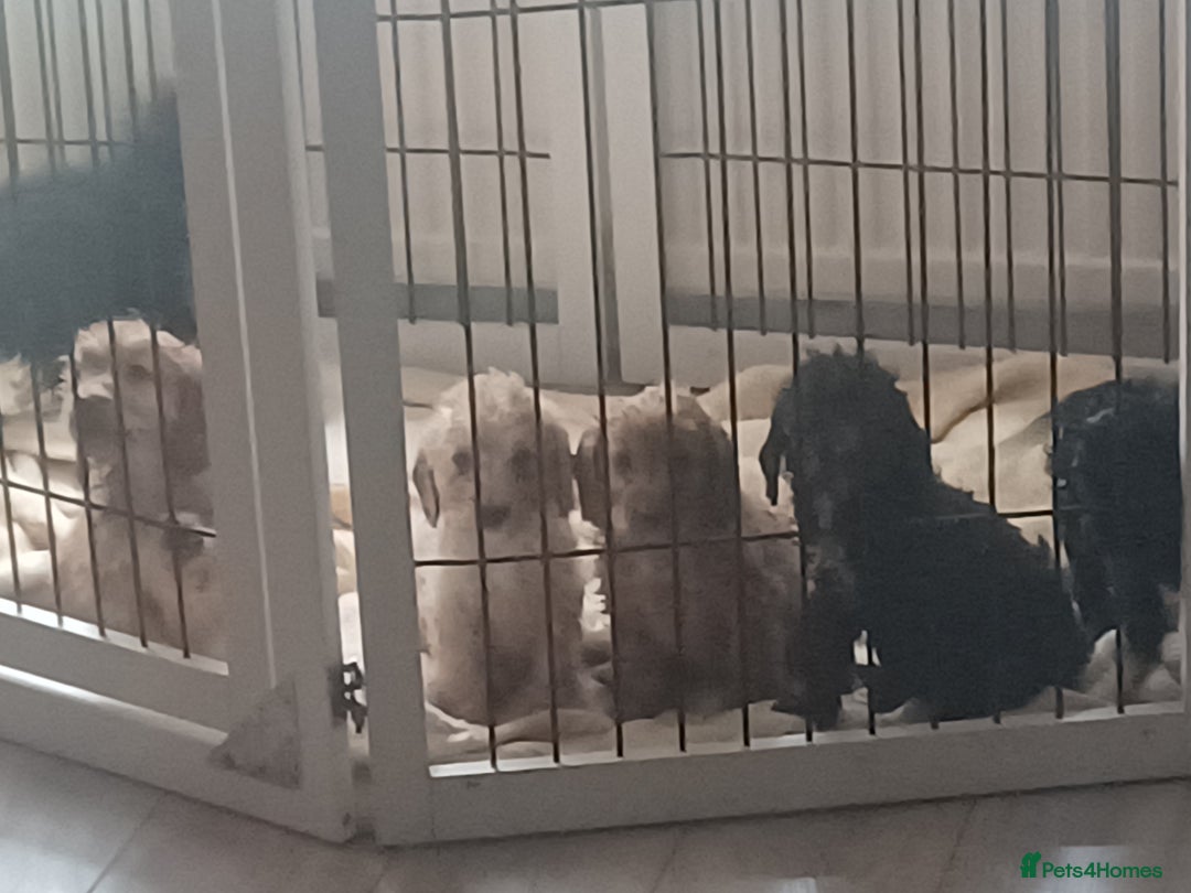 Cavapoo dogs for sale: 🐶  Cavapoo/ miniature poodle 🐶  - Advert 2