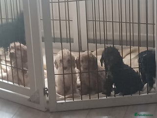 Cavapoo dogs 🐶 Cavapoo/ miniature poodle 🐶 - Advert 2