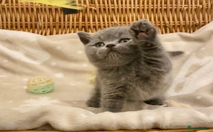 British Shorthair cats - Advert 1