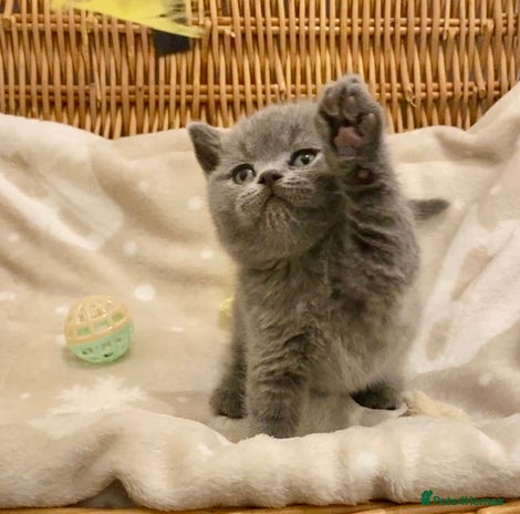 British Shorthair cats - Advert 1
