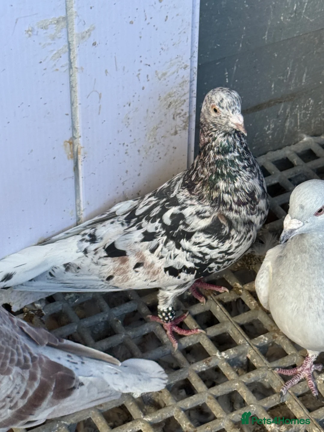 Pigeons birds for sale: Pigeons - Advert 1