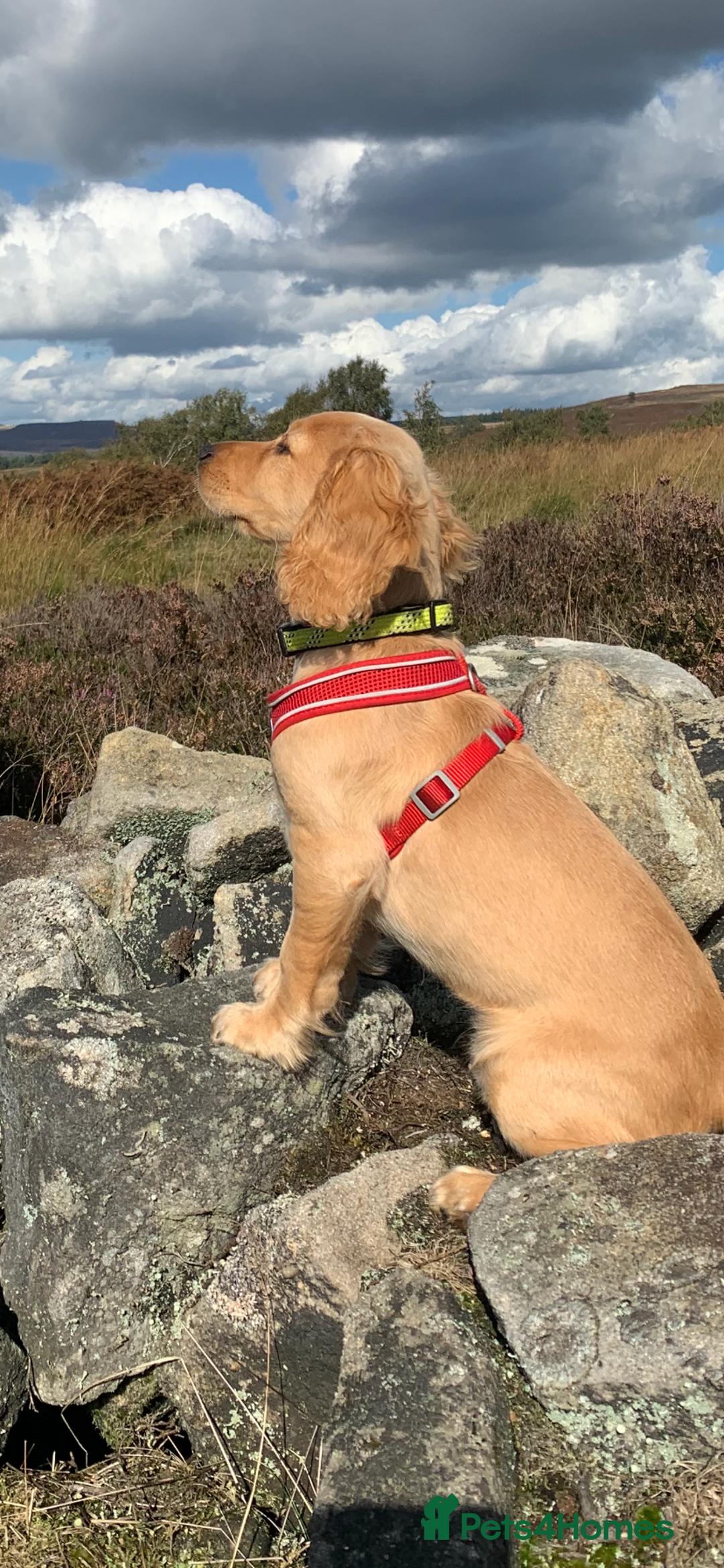 Cocker Spaniel dogs for sale: Working cocker - Image 2