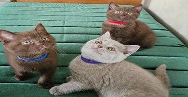 British Shorthair cats - Advert 3