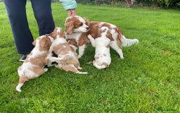 Cavalier King Charles Spaniel dogs for sale: Beautiful Cavalier King Charles KC Registered Pups - Image 23