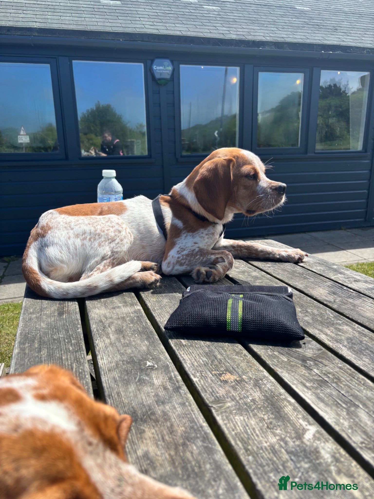 Mixed Breed dogs 6 month old pup  - Advert 2