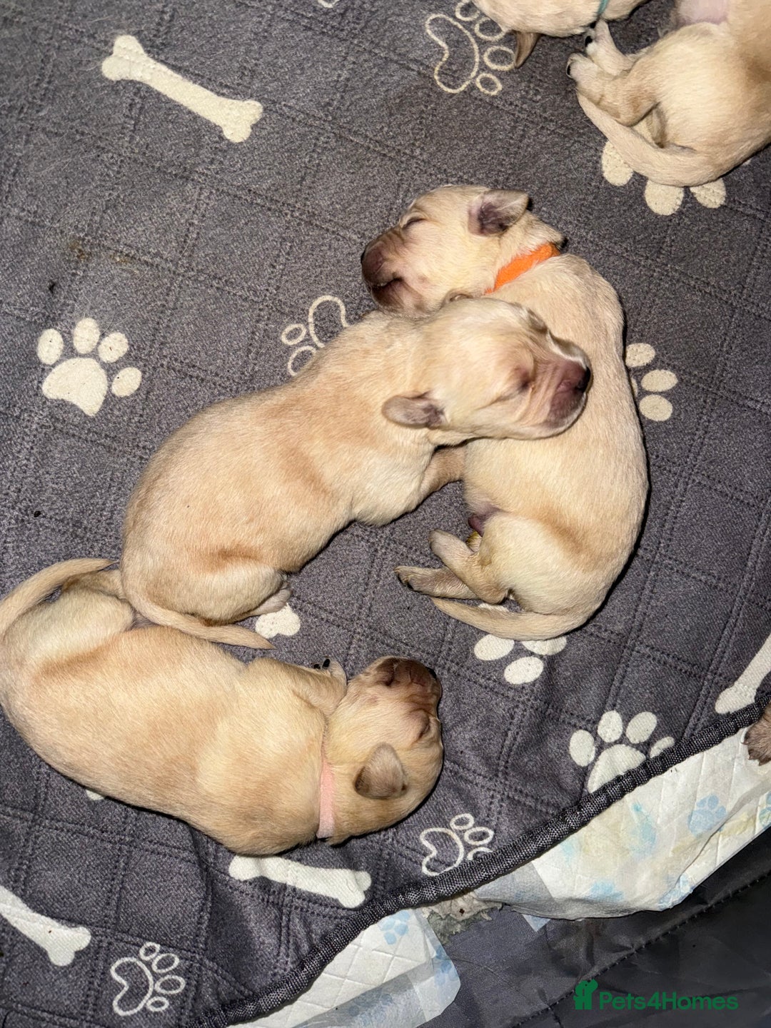 Goldador dogs for sale: 8 beautiful golden retriever x red lab puppies  - Advert 8