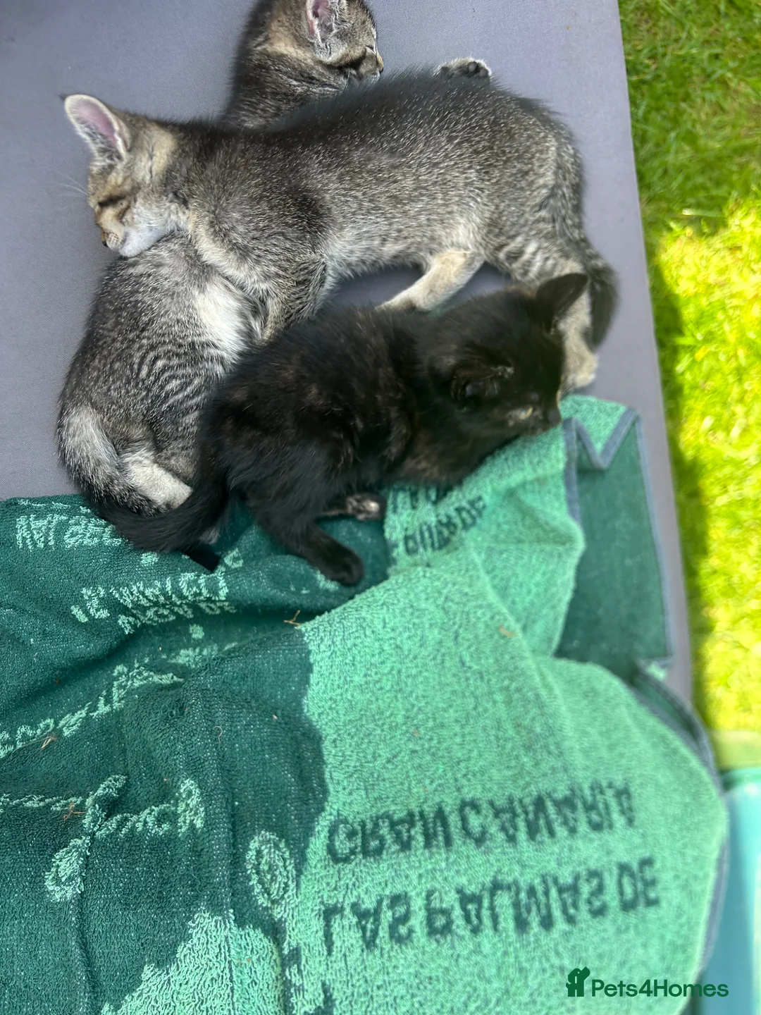 Mixed Breed cats for sale: 3 little baby kittens for sale  - Advert 1