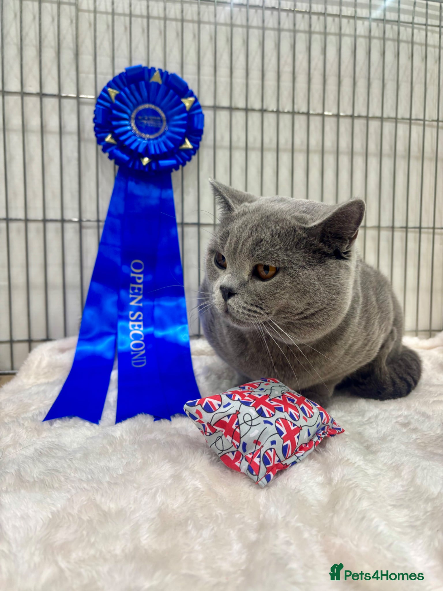 British Shorthair cats BritishShorthairBlue GCCF pedigree stud for mating - Advert 14