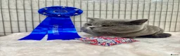 British Shorthair cats for stud: BritishShorthairBlue GCCF pedigree stud for mating - Advert 1