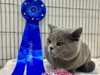 British Shorthair cats BritishShorthairBlue GCCF pedigree stud for mating - Advert 14