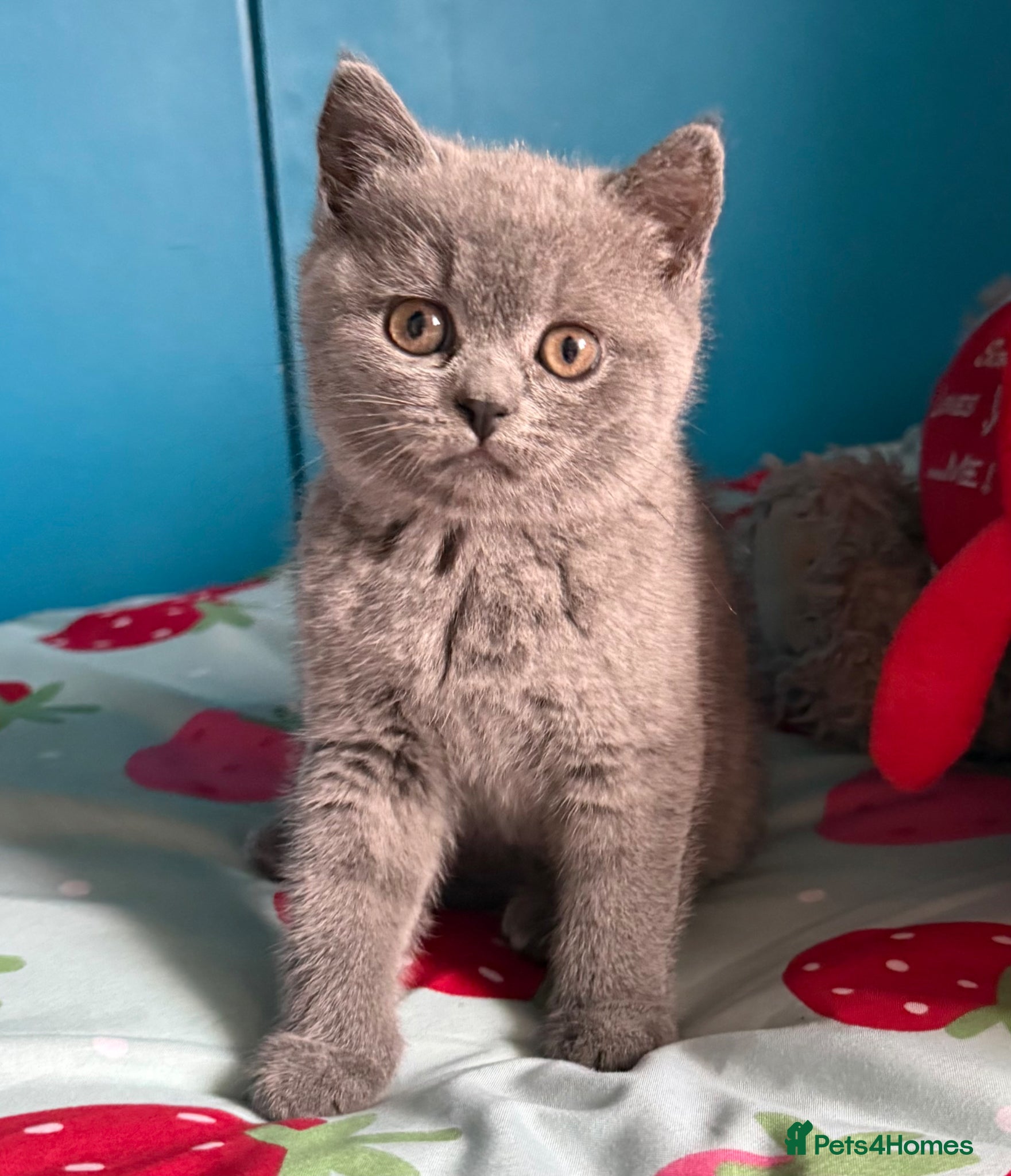 British Shorthair cats Beautiful British shorthair kittens  - Advert 11