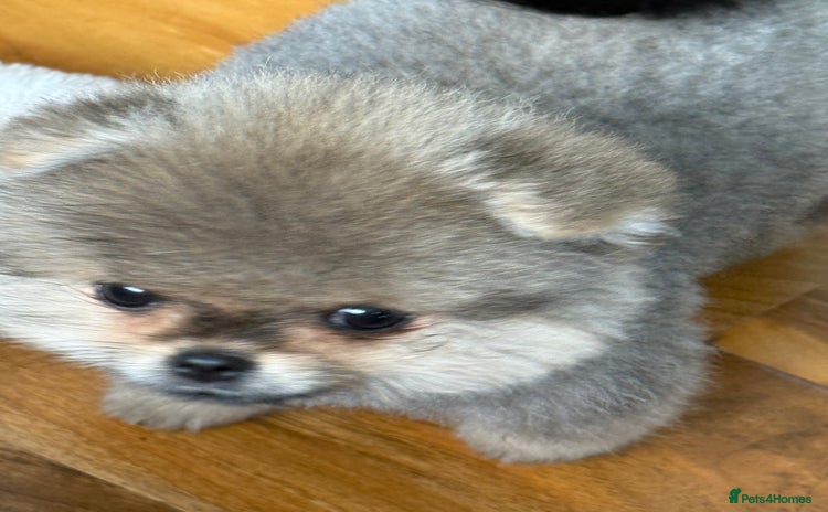 Pomeranian dogs - Advert 3