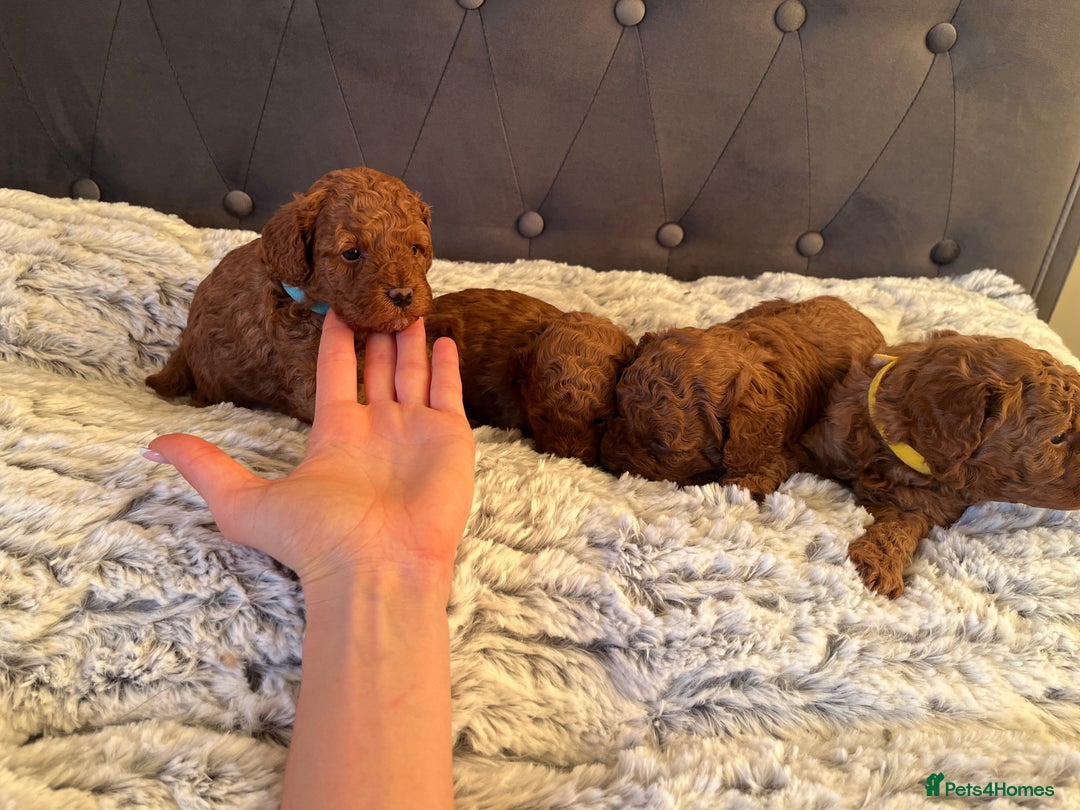 Toy Poodle dogs for sale: Toy poodle puppies - Advert 14