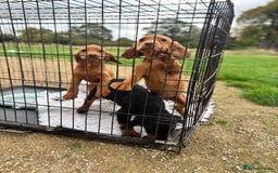 Cocker Spaniel dogs for sale: Working cocker spaniel - champion bloodlines  - Image 28