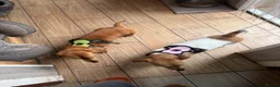 Mixed Breed dogs for adoption: ❤️🐶 MARLENE & 💙🐶 BOYCIE – TWO LITTLE SOULMATES in Lichfield - Advert 11