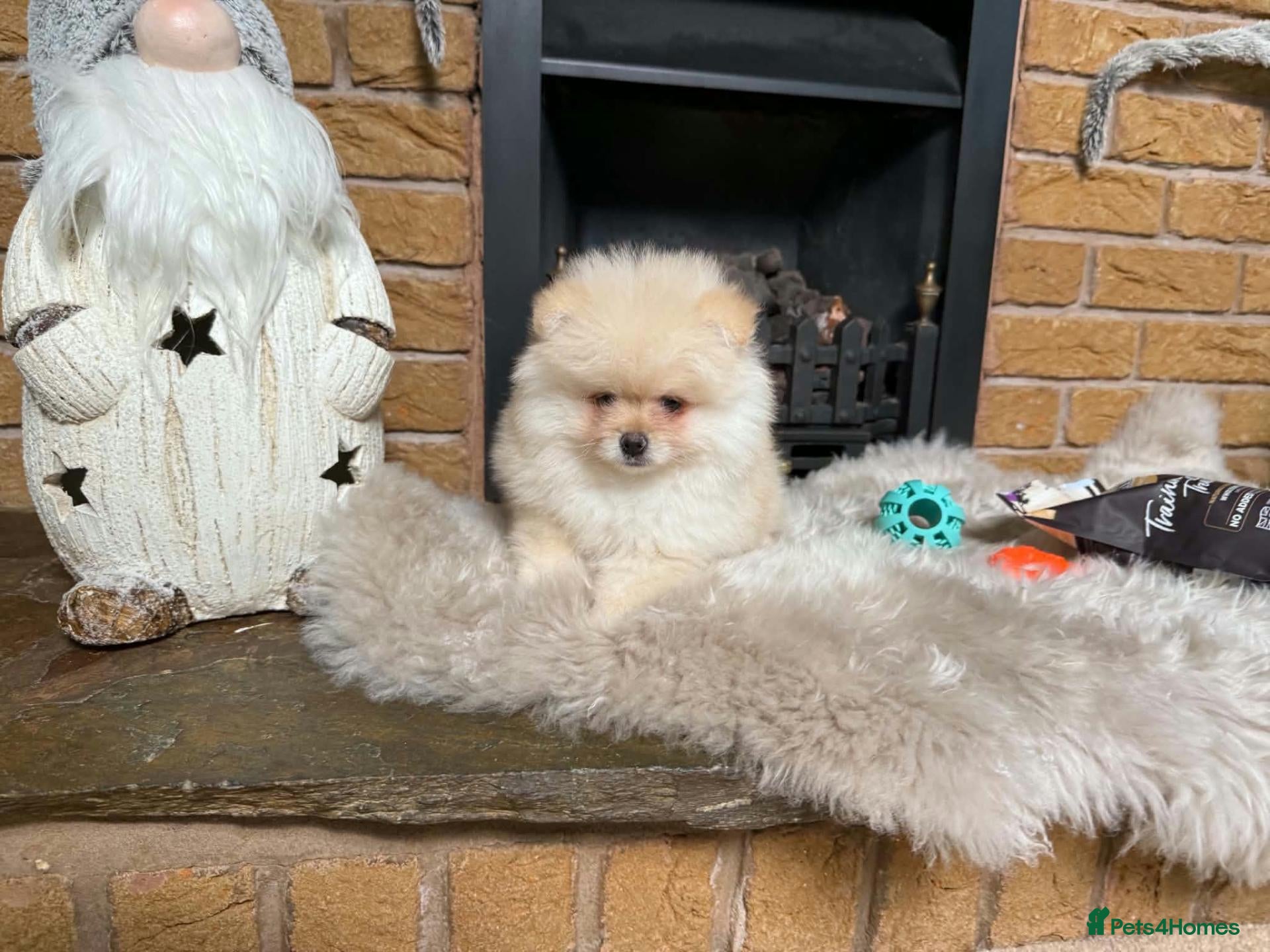 Pomeranian dogs for sale: Cream&orange sable Teddy Bear Pomeranian Puppies - Advert 2