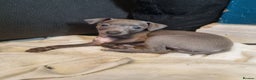 Italian Greyhound dogs for sale: Quality KC Registered Italian Greyhound puppies - Advert 11