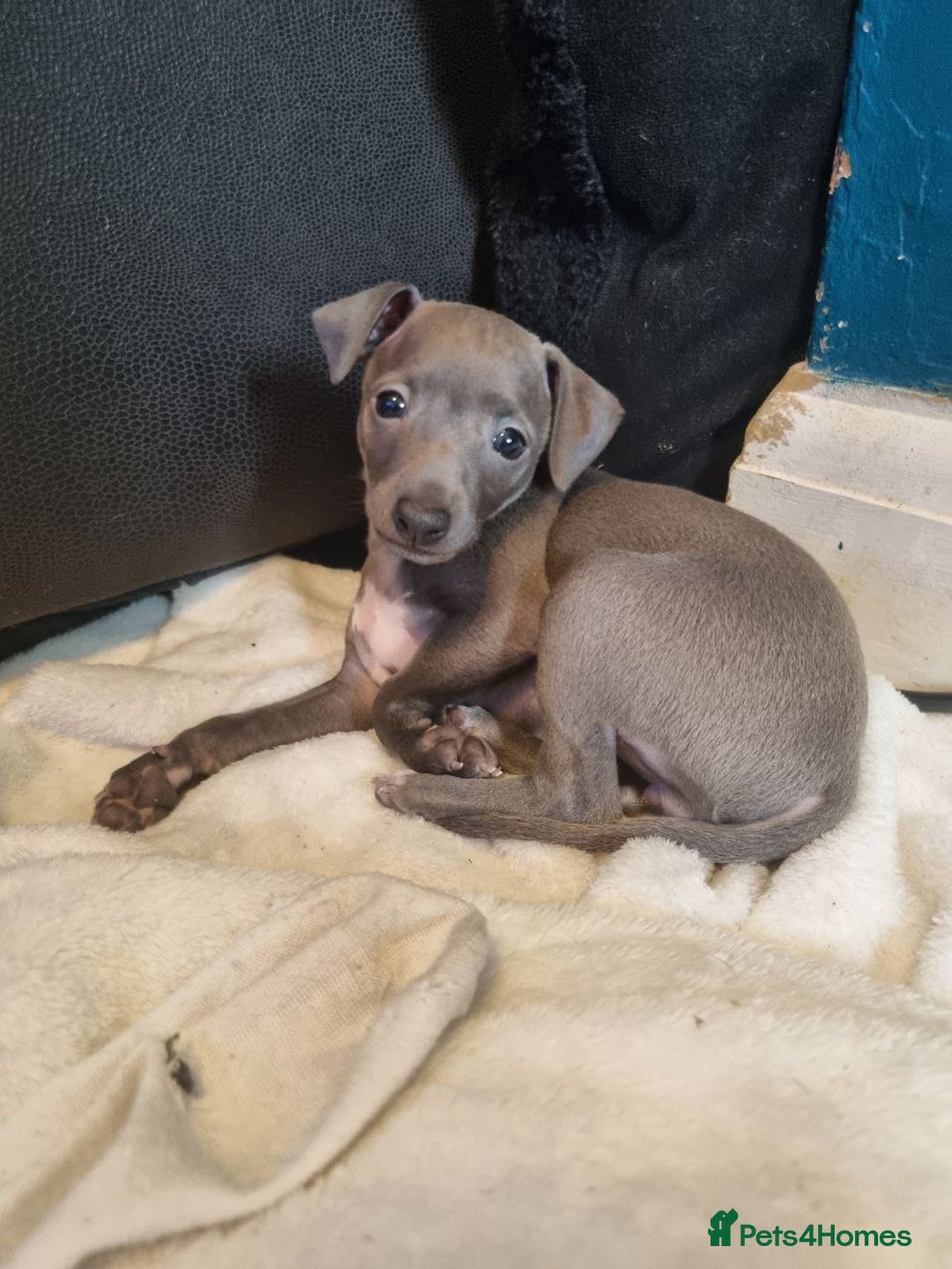Italian Greyhound dogs for sale: Quality KC Registered Italian Greyhound puppies - Advert 11