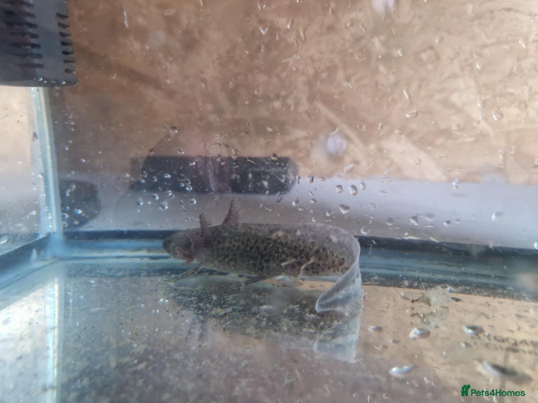 Axolotl reptiles for sale: Axolotl  - Image 2