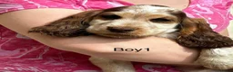 Cocker Spaniel dogs for sale: KC registered show type cocker spaniels Ready now  - Advert 4