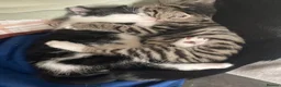 Mixed Breed cats for sale: 2 beautiful kitten  in Newcastle upon Tyne - Advert 3