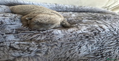 Shar Pei dogs - Advert 7