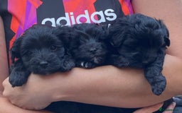 Schnoodle dogs for sale: LAst GIRL REDUCED READY NOW  - Image 35