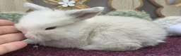 Mini Lop rabbits for sale: Mini lop boys and girls  - Advert 21