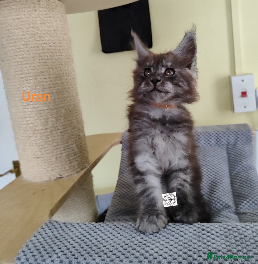 Maine Coon cats for sale: Absolutelly gorgeous kittens  - Image 13