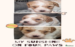 Cavapoo dogs for sale: Family raised Cavapoo puppies ready August - Image 4