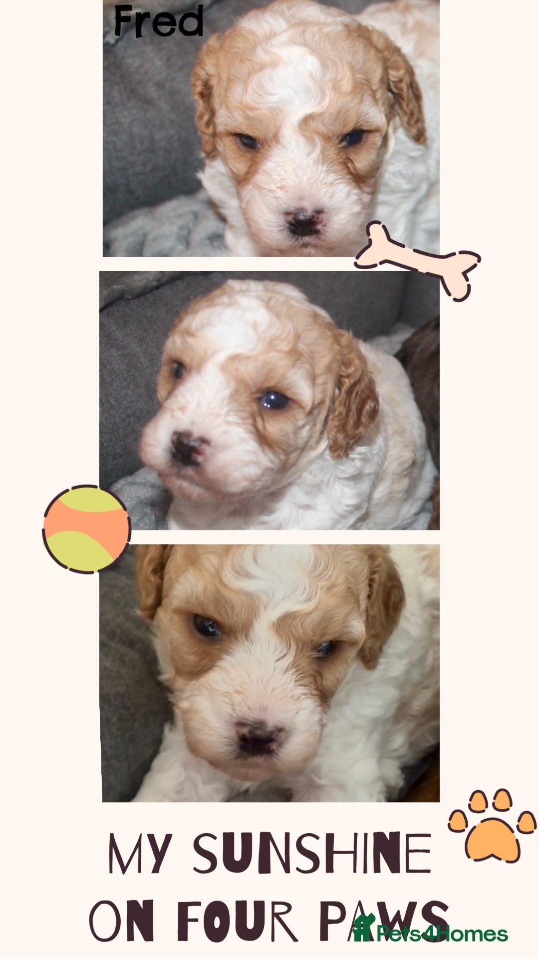 Cavapoo dogs for sale: Family raised Cavapoo puppies ready August - Image 4
