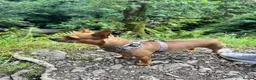 Mixed Breed dogs for sale: Beautiful Nala 5yo Chihuahua X French Bulldog - Advert 10