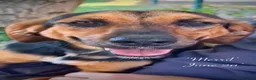 Mixed Breed dogs for adoption: Merril, 1 yr approx. Available for adoption. in Brixham - Advert 8