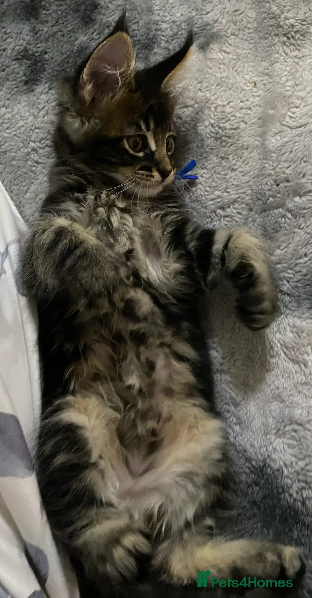 Maine Coon cats for sale: TICA registered large Maine Coon kittens - Advert 2