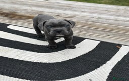 Mixed Breed dogs for sale: canó corso cross british bulldog stunning colours  - Image 27
