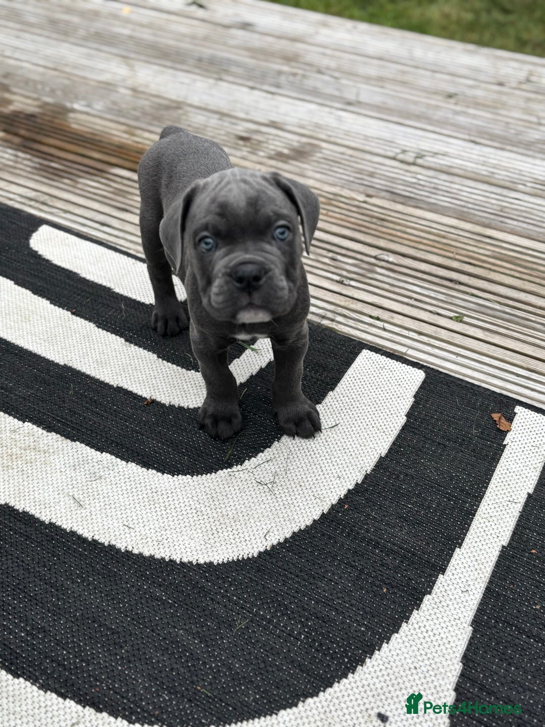 Mixed Breed dogs for sale: canó corso cross british bulldog stunning colours  - Image 27