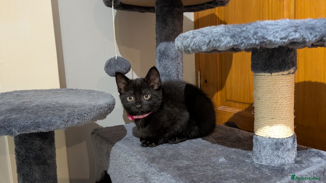 Mixed Breed cats for sale: Beautiful Kittens - Image 8