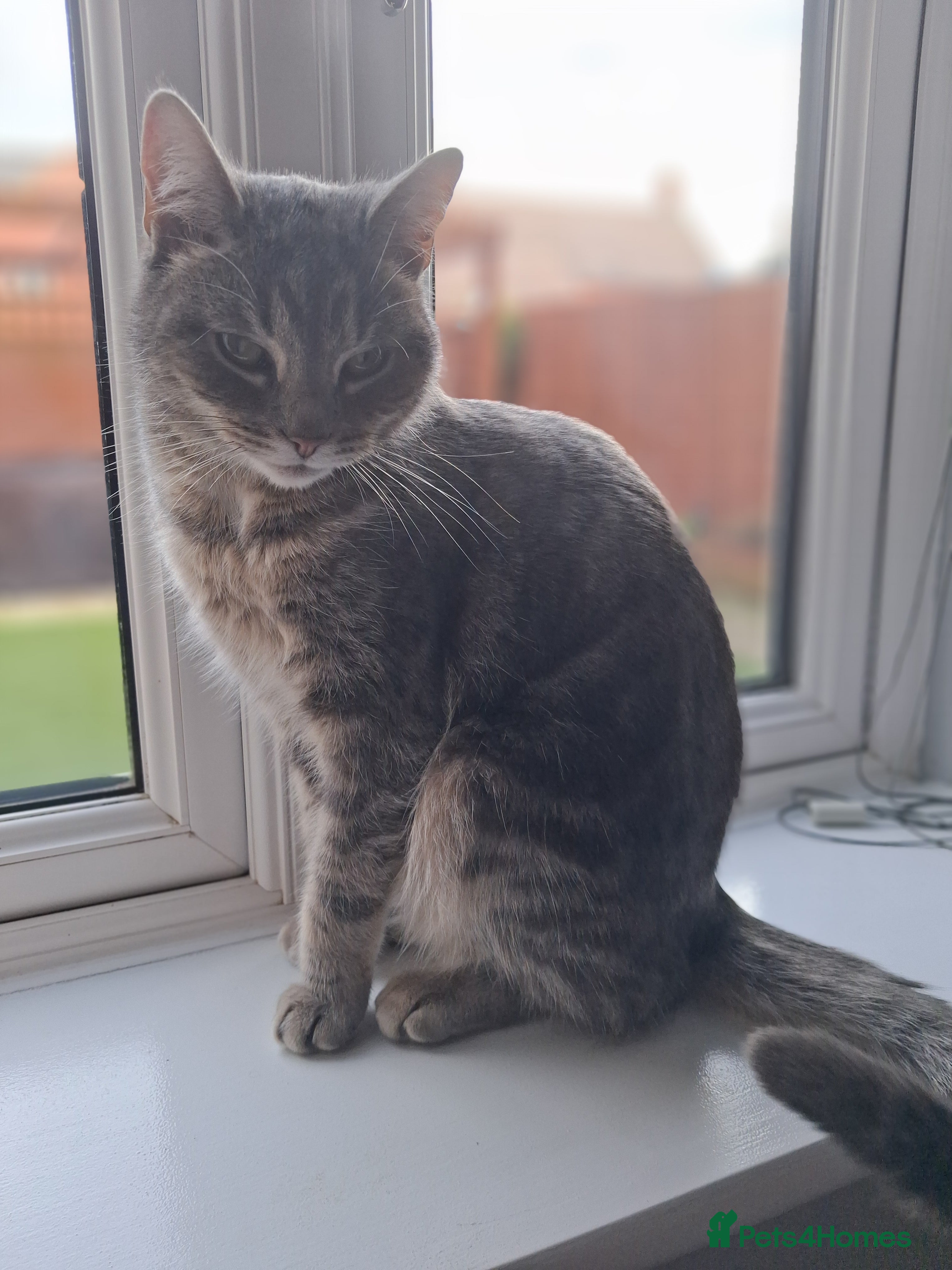 Domestic Shorthair cats Meet Luna - Advert 13