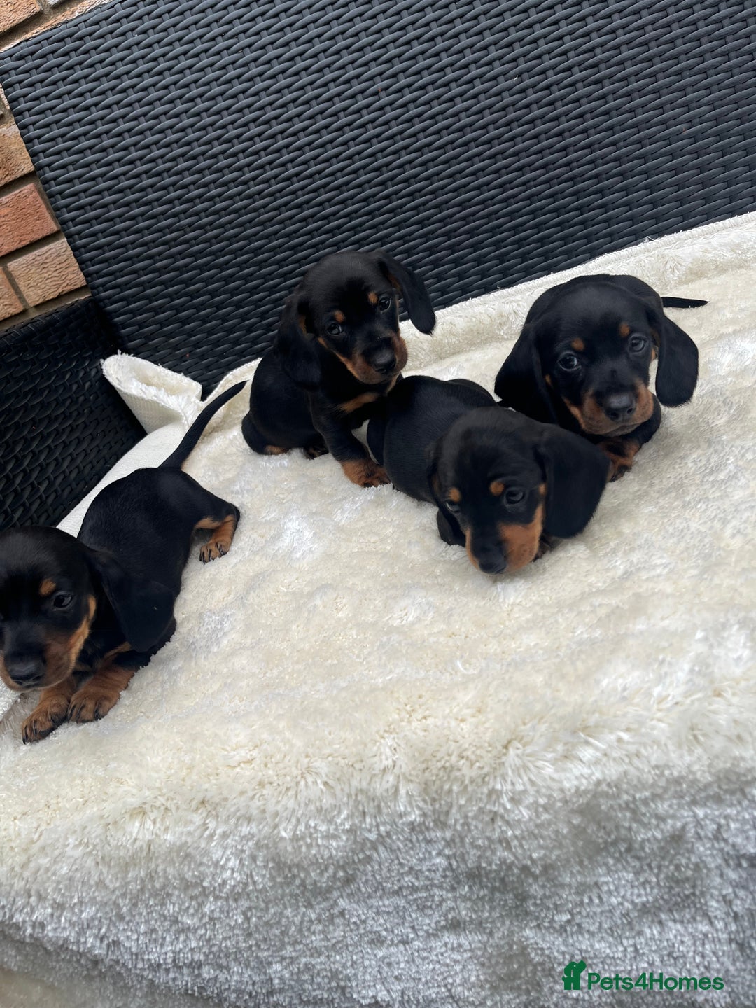 Dachshund dogs for sale: Dachshund puppies - Image 6