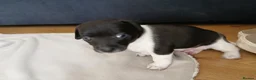 Jack Russell dogs for sale: Jack Russell puppies in Pershore - Advert 4