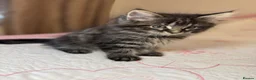 Mixed Breed cats for sale: Blacky and Stormy  in Luton - Advert 11