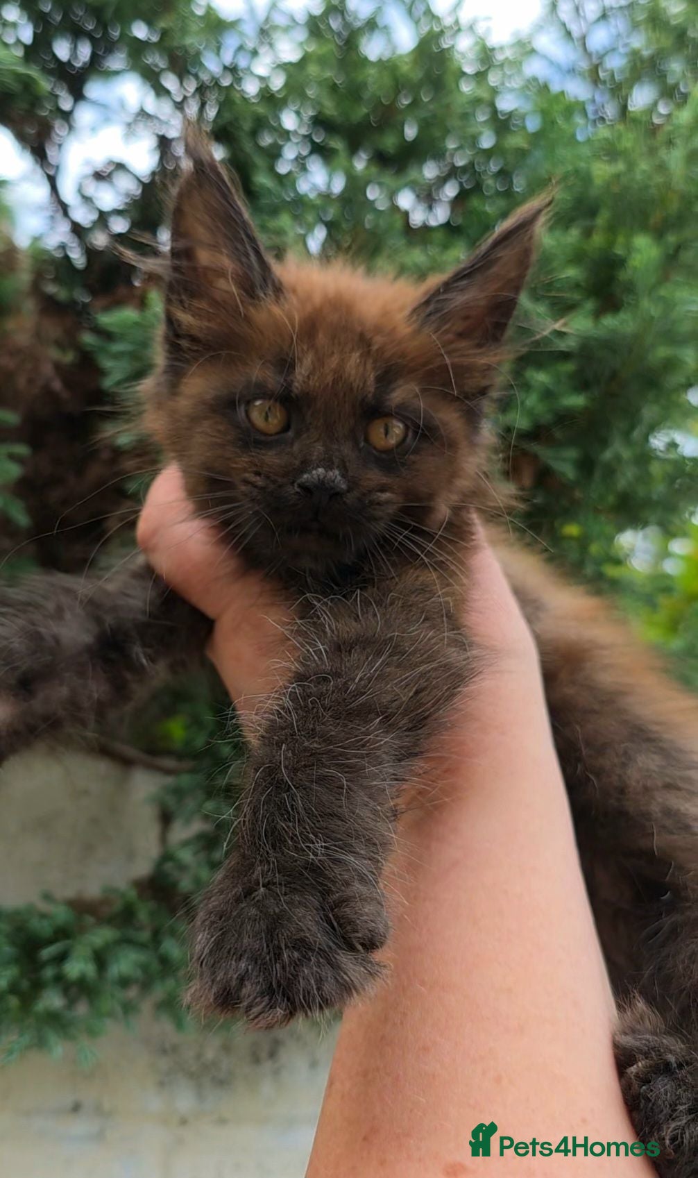 Maine Coon cats ✅✅❤️Show Quality Registered Maine Coon Kittens❤️✅✅ - Advert 4